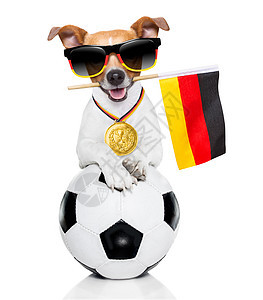 足球杰克鲁赛尔狗运动猎犬训练喜悦健身房分数宠物小狗犬类动物图片