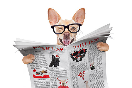 读狗狗阅读报纸商业玫瑰床单爪子动物杂志出版物邮政文学小册子图片