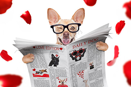 读狗狗阅读报纸老板图书馆文学动物小猎犬文档幽默办公室商业玫瑰图片