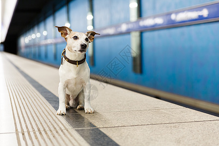 在火车站等候车主的狗狗图片