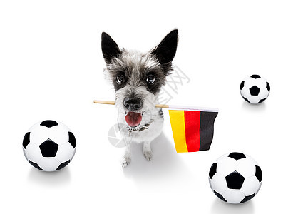 足球足球狗动物皮革玩家联盟竞赛冠军小猎犬扇子吉祥物乐趣图片