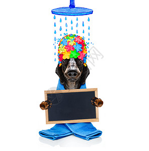 穿浴袍的狗狗泡沫疙瘩身体宠物润肤猎犬浴缸塑料窗帘皮肤图片