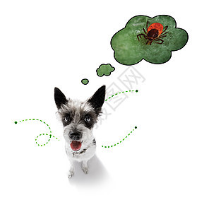 带跳蚤 虱子或昆虫的狗皮肤小狗朋友贵宾眼睛友谊过敏动物宠物疾病图片