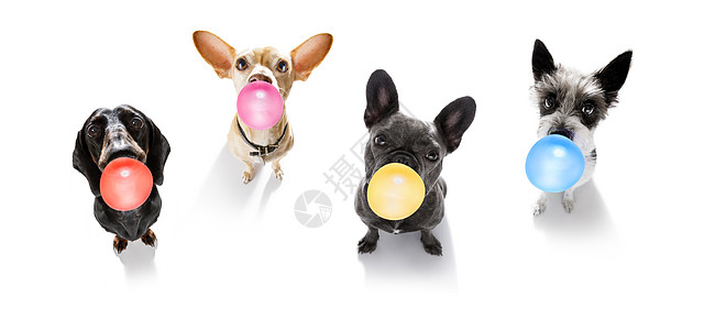 咀嚼泡泡口香糖的狗友谊眼睛糖果动物团体宠物团队斗牛犬鱼眼鼻子图片