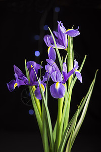 黑色背景的春花紫色虹膜植物花瓣草本植物花束宏观叶子线条蓝色植物学植物群图片