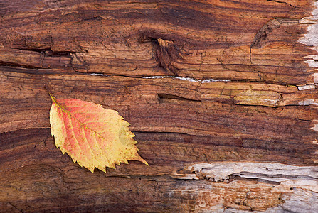 木制背景上由秋叶制成的五颜六色的心树叶植物金子橙子木头植物群木板季节叶子森林图片