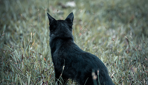 黑黑猫在野外保持警惕 小心猎物 尖耳朵仔细地听话图片