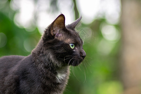 黑暗的毛毛小猫盯着向前看 强烈 柔软 从焦点绿色背景图片