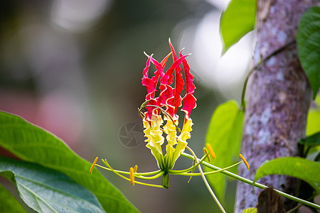 火焰百合花是一朵美丽而独特的花 在大自然中 红色和黄色组合图片