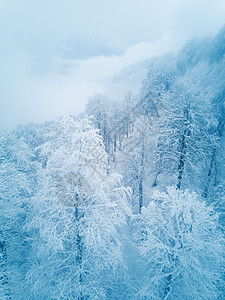 冻冻中的冬季山林童话风景高地季节森林假期蓝色爬坡木头薄雾图片