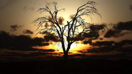 田野上的树 日出 3d 仁德树木插图木头戏剧性荒野森林天空环境蓝色孤独图片