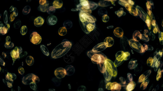 细菌微生物显微镜特写你细胞微生物学生物学疾病生物药品实验室插图感染科学图片