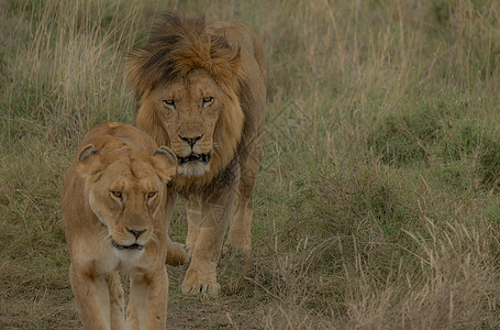 行走的一对狮子 — 雄性和雌性 — 坦桑尼亚国家公园图片