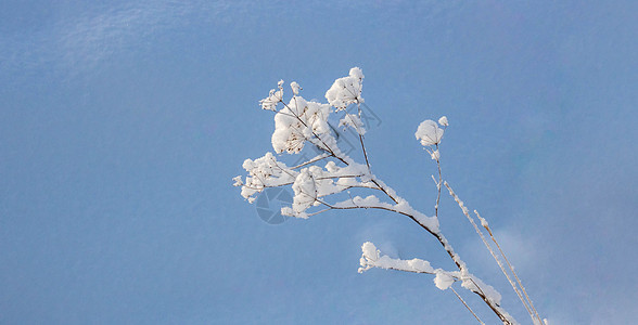 田野中的冰冻植物  sno 中的花序伞形图片