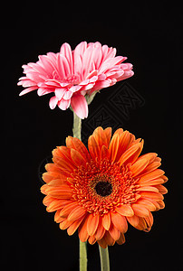 Gerbera 橙色和粉红色 黑底被孤立装饰工作室宏观风格花园花瓣美丽菊花玫瑰植物图片