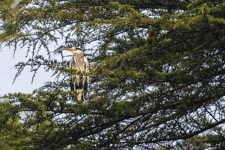 灰色的海绵在城市中的松树上动物野生动物羽毛沼泽鸟类航班苍蝇池塘脖子眼睛图片