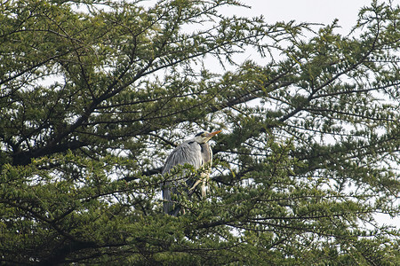 灰色的海绵在城市中的松树上飞行湿地沼泽野生动物鸟类眼睛航班羽毛脖子动物群图片