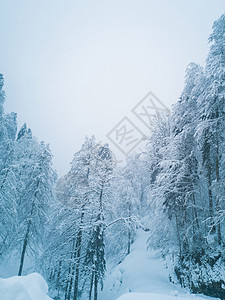 冻冻中的冬季山林公园风景季节假期童话爬坡森林山脉高地云杉图片