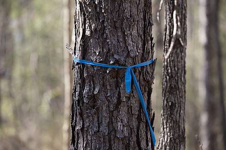 蓝丝带标记树生物学生态财产树木蓝色木头阴谋植物学丝带植物图片
