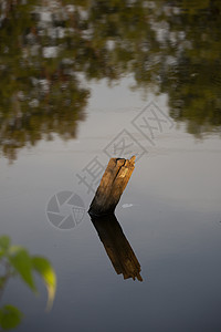 洪水中木质邮报木头木材邮政环境栖息地植被水域淡水河口荒野图片