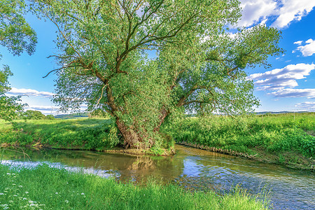 一棵古老的树 在河中的叉子上 夏日与蓝色天空和云彩图片