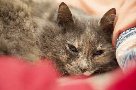 长头发灰猫和平休息耳朵长发家具毯子毛皮猫咪鼻子头发猫科哺乳动物图片