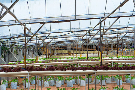 用于种植带灌溉系统的沙拉的现代温室 植物生长产业规模园艺种植园水电环境蔬菜技术农业叶子农场农田背景图片