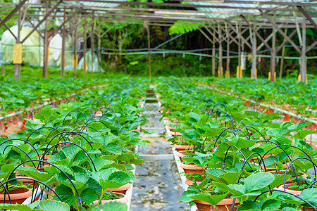 马来西亚草莓种植场 厕所架和灌溉系统草莓农场收获园艺植物食物栽培培育浆果叶子季节水果图片