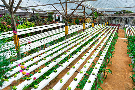 用于种植带灌溉系统的沙拉的现代温室 植物生长产业规模营养水电水培食物收成技术苗圃叶子蔬菜栽培图片