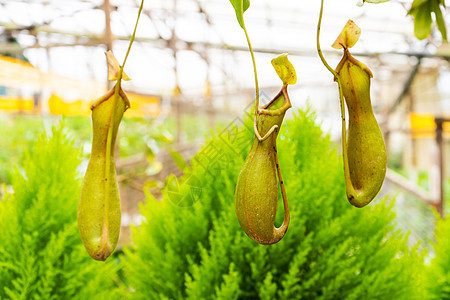 在花园里计划 关上门昆虫叶子灭绝陷阱动物植物学生长丛林热带漏洞图片