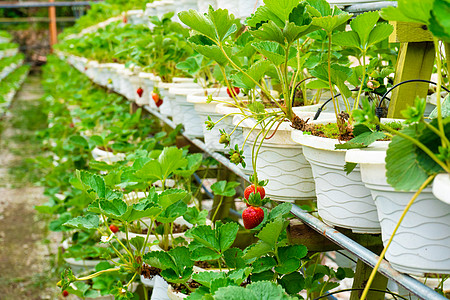 马来西亚草莓种植场 厕所架和灌溉系统草莓农场食物浆果水果场地园艺叶子农田收成栽培花园图片