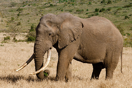 大象在牛群中濒危公园动物荒野食草家庭大草原旅游野生动物哺乳动物图片