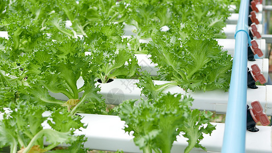 一排排新鲜多汁的植物生长在现代生态水培农场 花园床上 富含维生素的健康 生态友好均衡饮食的概念 农业科技 走绿色创新之路水产食物图片