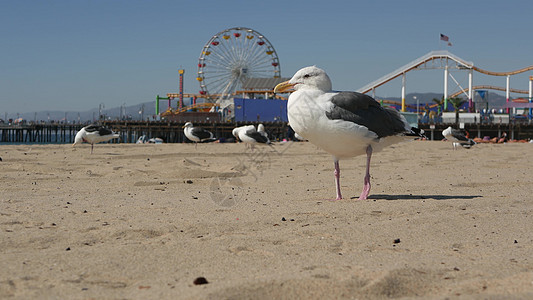阳光明媚的沙滩上的海鸥太平洋度假胜地码头游乐场上经典的渡轮轮 夏季标志性景象 代表美国加利福尼亚州洛杉矶海洋自由冒险公园支撑娱乐图片