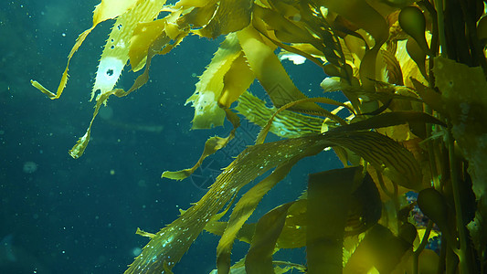 光线穿过巨型海带森林 大囊藻 pyrifera 潜水 水族馆和海洋概念 水下特写摇曳的海藻叶 阳光穿透生机勃勃的异域海洋植物波浪图片