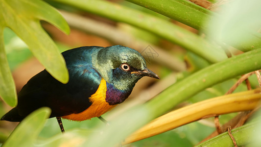 热带雨林中的金胸皇家八哥 异国情调的非洲野鸟在绿色茂密的树叶中 五颜六色的羽毛 彩虹色的多色羽毛 丛林天堂森林中的树冠图片