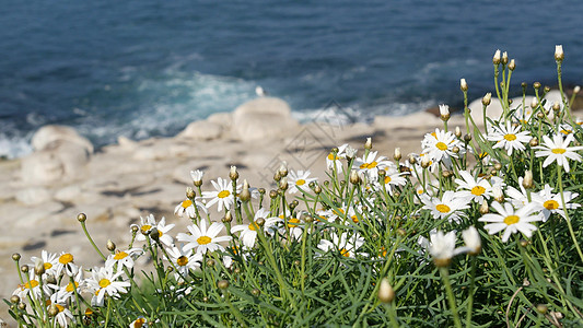 简单的白色牛眼菊在绿草中 飞溅在太平洋的波浪上 悬崖峭壁上的野花 美国加利福尼亚州圣地亚哥拉荷亚湾水边盛开的嫩玛格丽特全景悬崖海图片