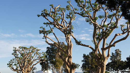 美国加利福尼亚州圣地亚哥海港村 USS 中途岛和会议中心附近的公园内的大型怪异珊瑚树 无条件投降雕像附近的大不寻常的奇怪树港口多图片