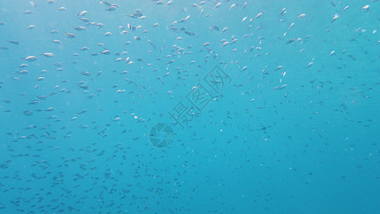 蓝海中的热带鱼类 菲律宾莱特荒野风景镜头环境潜水海洋浅滩珊瑚礁石浮潜图片