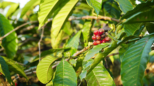 树枝上咖啡莓种植园农业生长绿色收成浆果农场植物咖啡热带图片