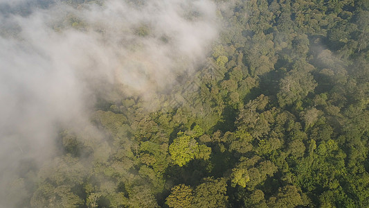 热带景观雨林和山丘雨林叶子绿色热带雨林植被鸟瞰图森林旅行天线植物图片