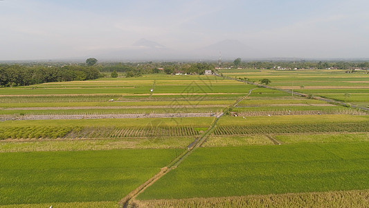 印度的稻田和农业用地面积旅行鸟瞰图场地热带环境景观风景农场植物生长图片