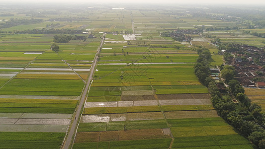 印度的稻田和农业用地面积农村土地农场生长环境植物鸟瞰图场地旅行景观背景