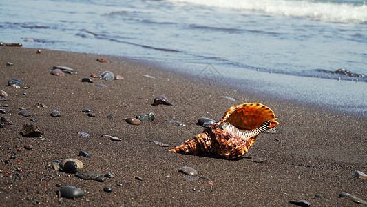 大贝壳在沙滩上热带海洋海浪海滩风景海岸海景海岸线支撑旅行图片