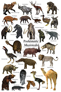 史前哺乳动物图片