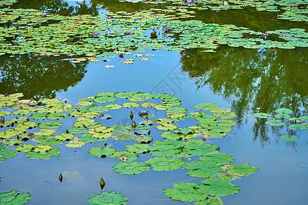 绿色娱乐公园中的水百合花湖紫色情调睡莲花瓣优雅荷花植物百合池塘叶子图片