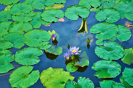 绿色娱乐公园中的水百合花湖池塘植物群紫色优雅季节花园睡莲叶子水池荷花图片