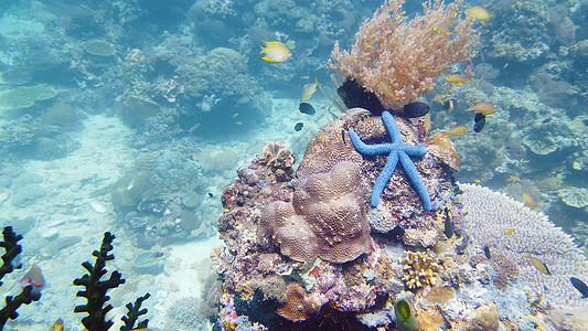 珊瑚礁上的海星 菲律宾莱特图片