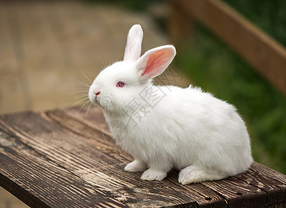 木桌上的可爱兔子 动物的概念图片