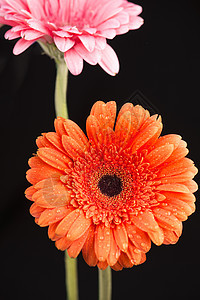 Gerbera 橙色和粉红色 黑底被孤立温泉花瓣菊花花园装饰工作室宏观玫瑰礼物植物图片